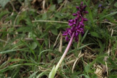 Orchis mâle