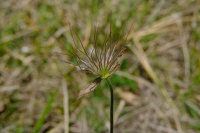 Pulsatille vulgaire