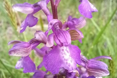 Orchis bouffon
