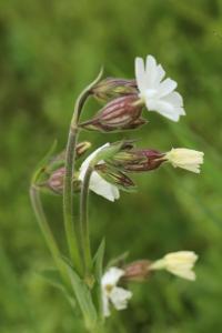 Silene latifolia