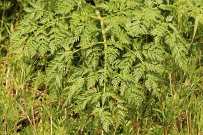 Conium maculatum
