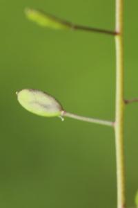 Draba muralis