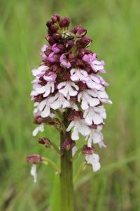 Orchis pourpre