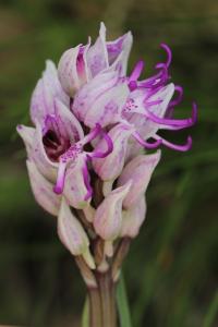 Orchis singe