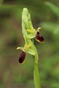 Ophrys araignée