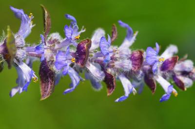 Bugle rampante