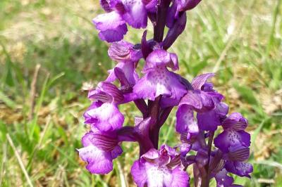 Anacamptis morio