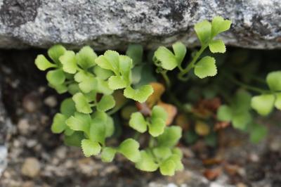 Asplenium ruta-muraria