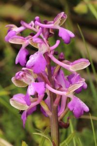 Orchis bouffon