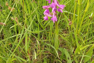 Orchis bouffon