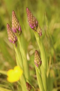 Orchis pyramidal