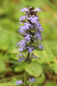 Bugle rampante