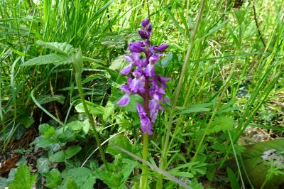 Orchis mâle