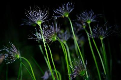 Pulsatilla vulgaris