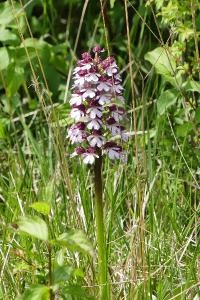 Orchis pourpre