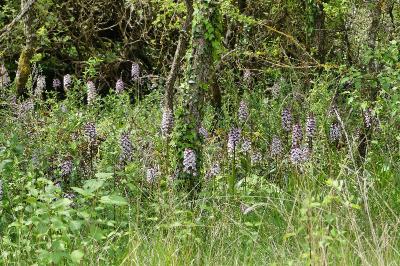 Orchis pourpre