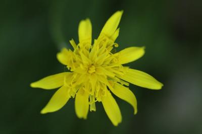 Scorzonera humilis
