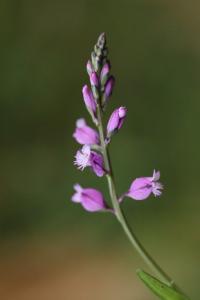 Polygala commun