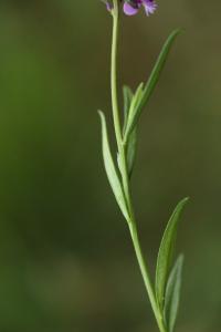 Polygala commun