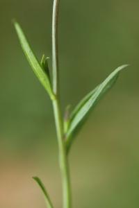 Polygala commun
