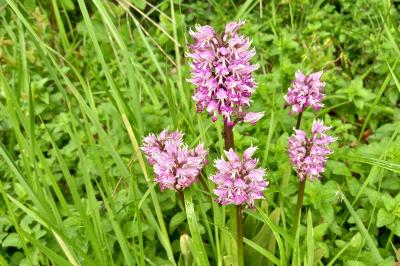 Orchis simia