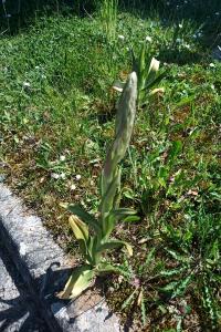 Orchis bouc