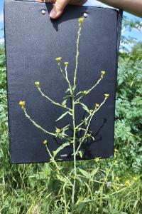 Herbe aux chantres