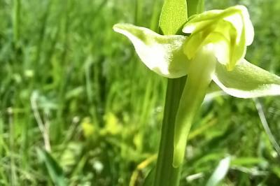 Orchis verdâtre
