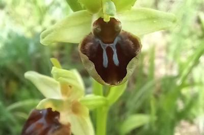 Ophrys araignée