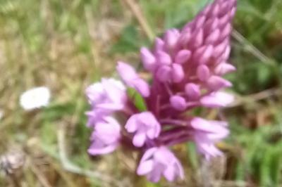 Orchis pyramidal