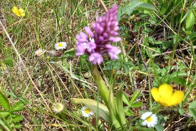 Orchis pyramidal