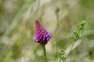 Orchis pyramidal