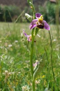 Ophrys abeille