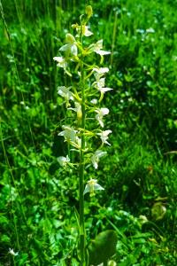 Orchis verdâtre