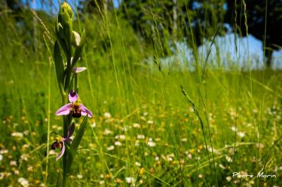 Ophrys abeille