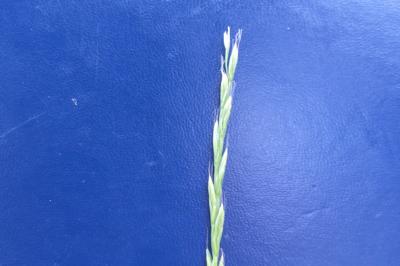 Ivraie multiflore