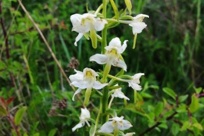 Orchis verdâtre