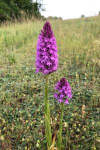 Orchis pyramidal