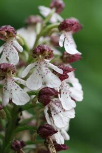 Orchis pourpre