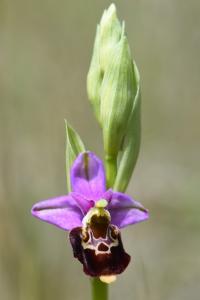 Ophrys bourdon
