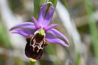 Ophrys bourdon