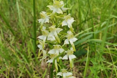 Orchis verdâtre