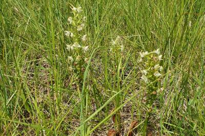 Orchis verdâtre