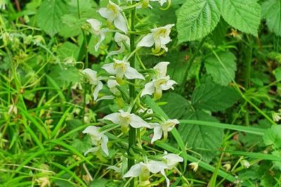 Orchis verdâtre