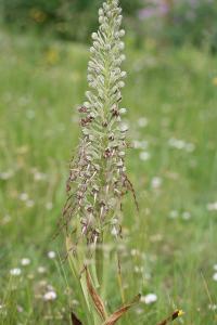 Orchis bouc