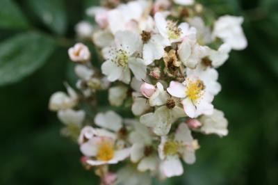 Rosier à nombreuses fleurs