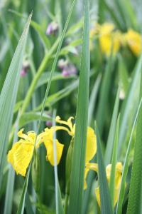 Iris faux acore
