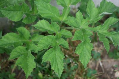 Heracleum sphondylium