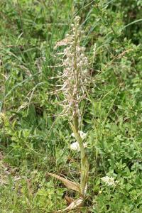 Orchis bouc