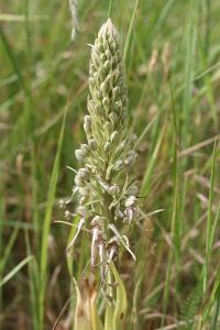 Orchis bouc